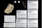 Foto (Objekt + Etikett) von Galatheoidea indet.  (NHMW-GEO-2014-0194-0794b)